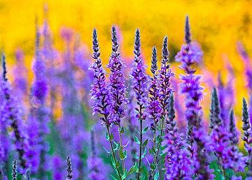 《守望先锋2》总监承认DPS英雄目前太强 即将削弱